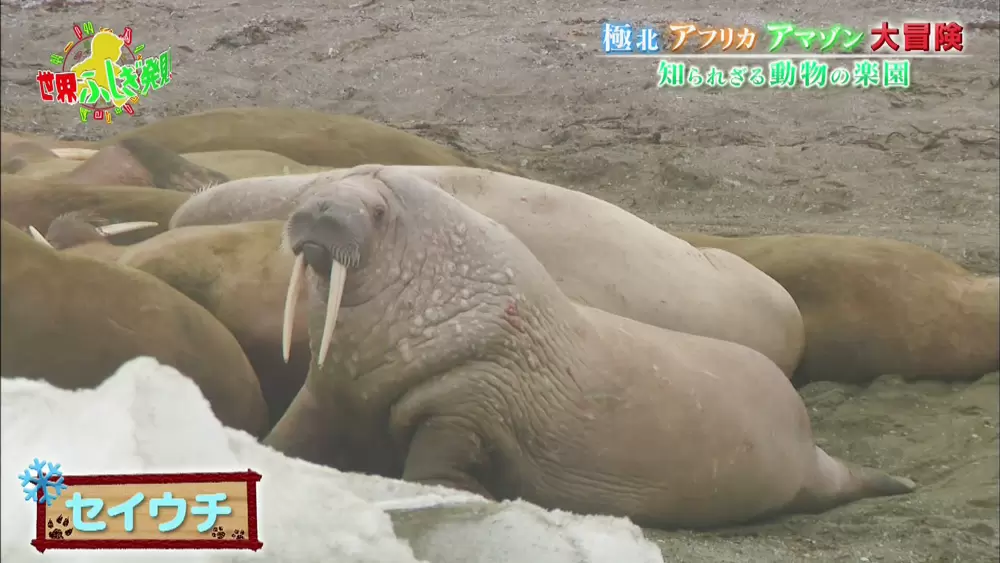 シロクマの毛が 透明 ってほんと 動物トリビア3選 Tbsテレビ