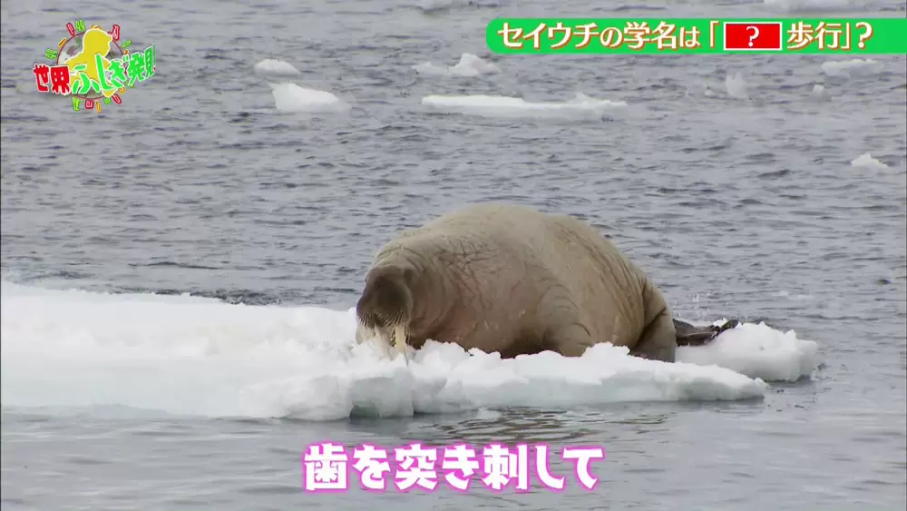 シロクマの毛が 透明 ってほんと 動物トリビア3選 Tbsテレビ シロクマの毛が 透明 ってほんと 動物トリビア3選 Tbsテレビ