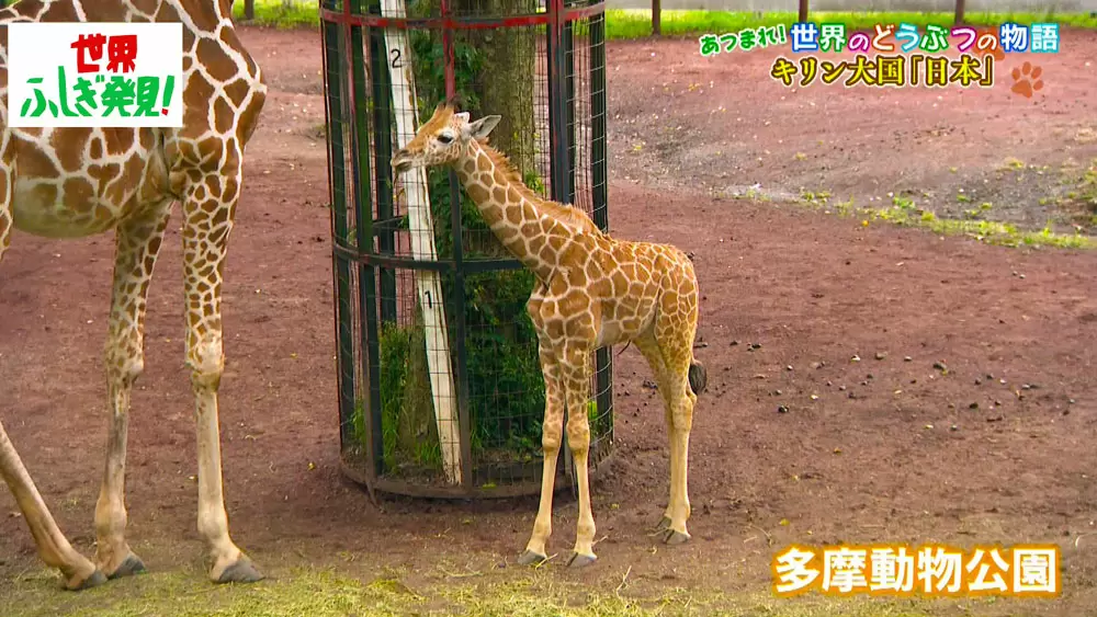 動物園のキリンに 婚活請負人 がいるってどういうこと Tbsテレビ