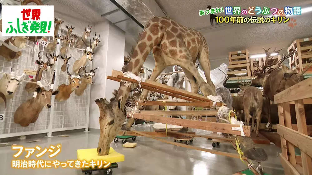 動物園のキリンに 婚活請負人 がいるってどういうこと Tbsテレビ