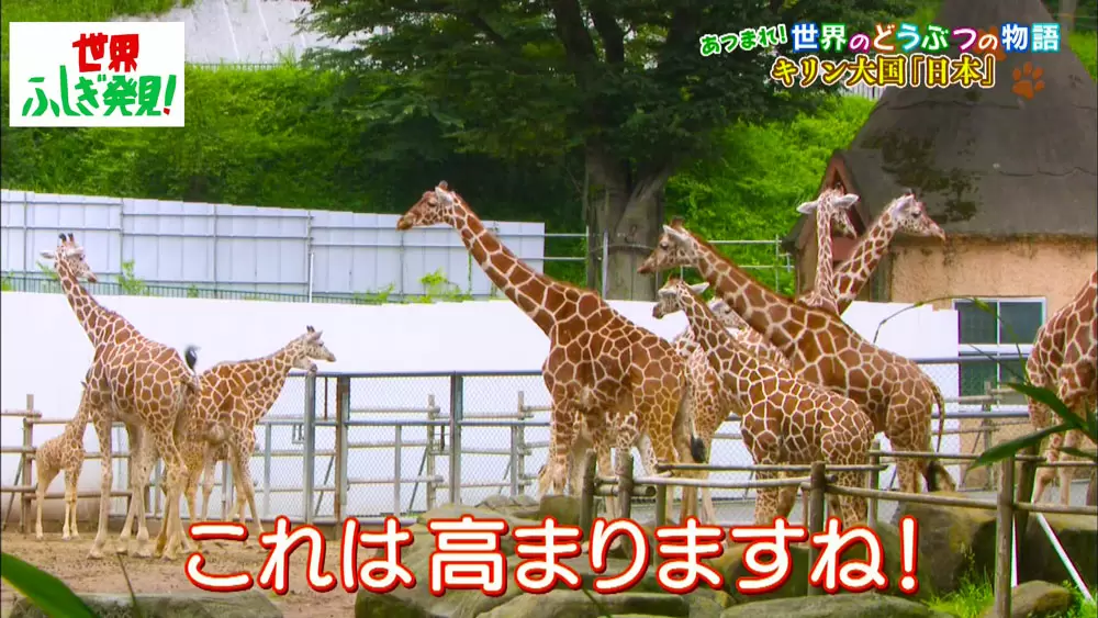 動物園のキリンに 婚活請負人 がいるってどういうこと Tbsテレビ