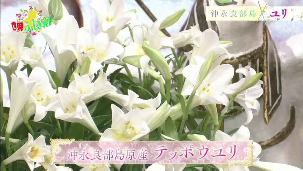 ユリの根 で作ったコーヒーって一体どんなの Tbsテレビ