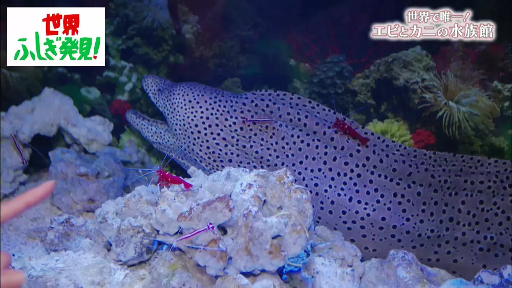 ウツボと小エビが同じケースで暮らす 世界で唯一の エビとカニの水族館 とは Tbsテレビ ウツボと小エビが同じケースで暮らす 世界で唯一の エビとカニの水族館 とは Tbsテレビ