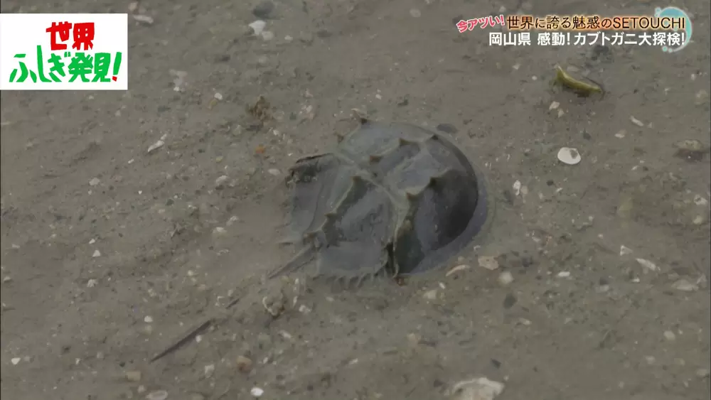 生きた化石 カブトガニ が 人間の医療の現場で活躍している Tbsテレビ 生きた化石 カブトガニ が 人間の医療の現場で活躍している Tbsテレビ