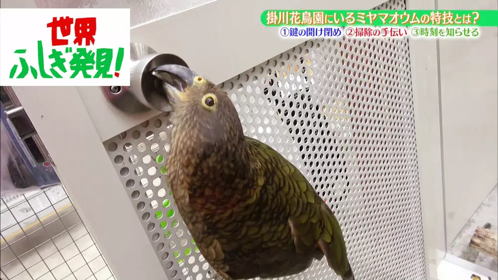 【大型鳥さん用】重量感たっぷり ♪ 頑丈などすこいオウムスタンド ♫ 大型鳥さん用】179.5cm眺め抜群♬ドッシリ重いバードスタン