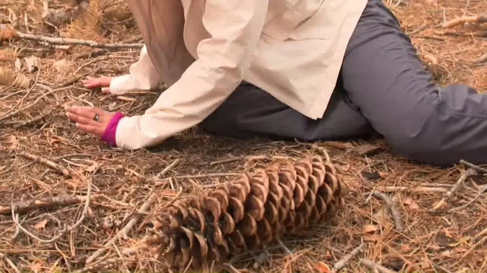 松ぼっくりと女性 頭上注意⁉「森の凶器」が落ちてくる、国立公園があった｜TBSテレビ