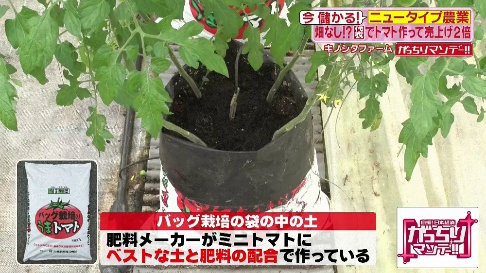 高くても売れるフルーツのように甘いミニトマトとは Tbsテレビ 高くても売れるフルーツのように甘いミニトマトとは Tbsテレビ