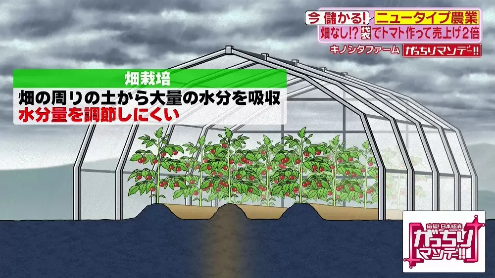 高くても売れるフルーツのように甘いミニトマトとは Tbsテレビ 高くても売れるフルーツのように甘いミニトマトとは Tbsテレビ
