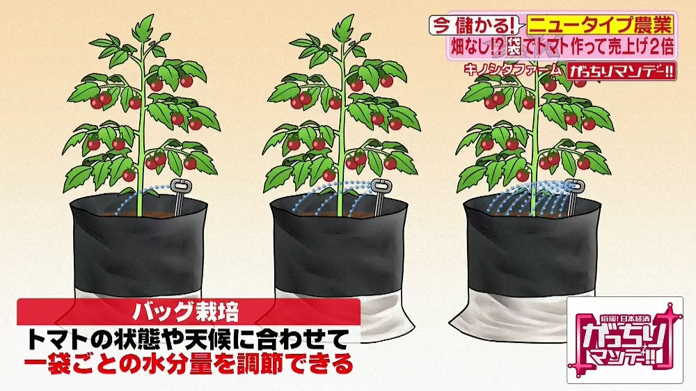 高くても売れるフルーツのように甘いミニトマトとは Tbsテレビ 高くても売れるフルーツのように甘いミニトマトとは Tbsテレビ