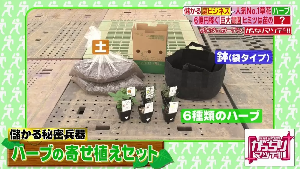 庭ブーム到来 初心者も楽しめる ハーブ が流行っているらしい Tbsテレビ 庭ブーム到来 初心者も楽しめる ハーブ が流行っているらしい Tbsテレビ
