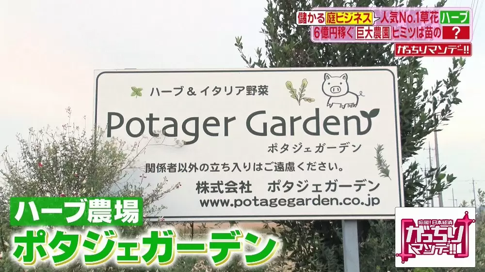 庭ブーム到来 初心者も楽しめる ハーブ が流行っているらしい Tbsテレビ 庭ブーム到来 初心者も楽しめる ハーブ が流行っているらしい Tbsテレビ