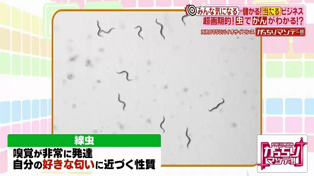 高感度でがんを見つけられる虫を使用 手軽にできる最新 がん検査 とは Tbsテレビ