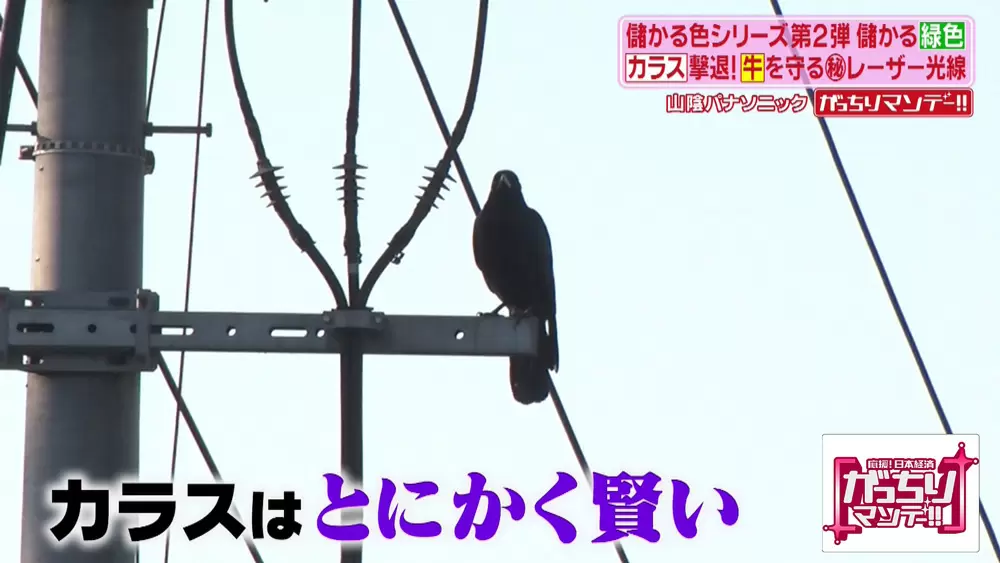 緑色の光だけでカラスを追い払う!?「カラス撃退レーザー」とは