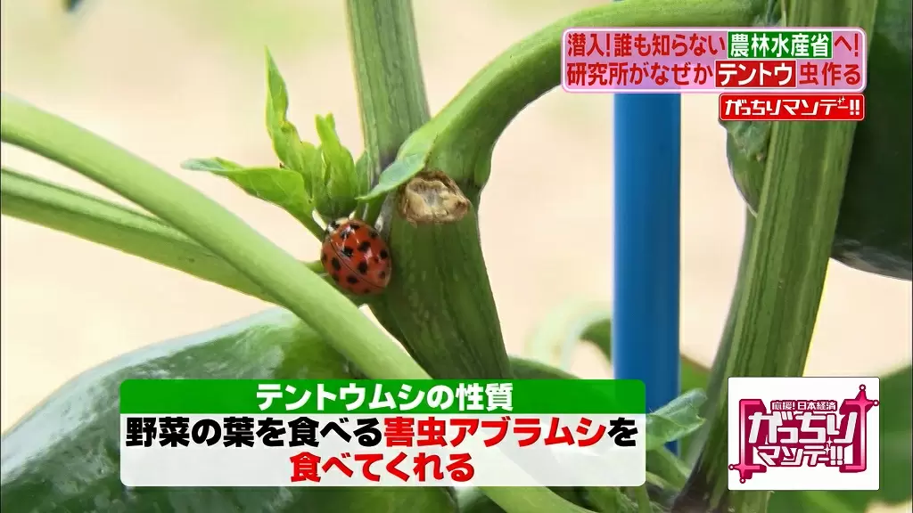 まさかの飛ばないテントウムシは農業を助ける救世主 Tbsテレビ まさかの飛ばないテントウムシは農業を助ける救世主 Tbsテレビ