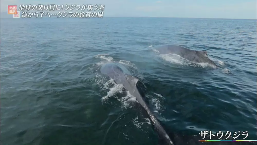 世界のクジラの1 3の種が集まる 海洋生物の楽園 の世界遺産 Tbsテレビ世界遺産 Tbsテレビ