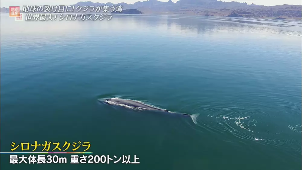 世界のクジラの1 3の種が集まる 海洋生物の楽園 の世界遺産 Tbsテレビ世界遺産 Tbsテレビ
