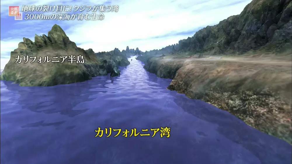 世界のクジラの1 3の種が集まる 海洋生物の楽園 の世界遺産 Tbsテレビ世界遺産 Tbsテレビ