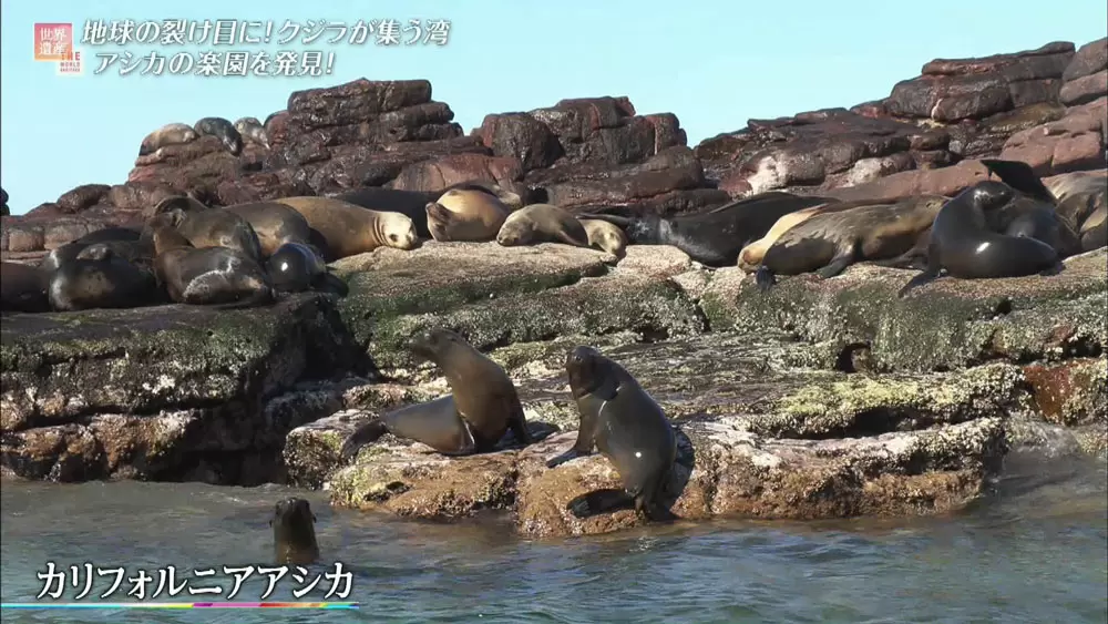 世界のクジラの1 3の種が集まる 海洋生物の楽園 の世界遺産 Tbsテレビ世界遺産 Tbsテレビ