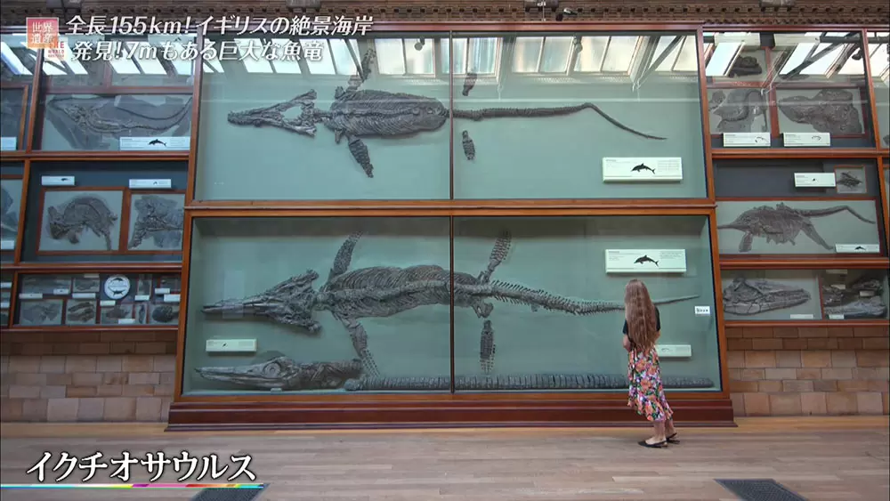 ジュラシック・コースト』と呼ばれる海岸で見つかった、“珍しい化石