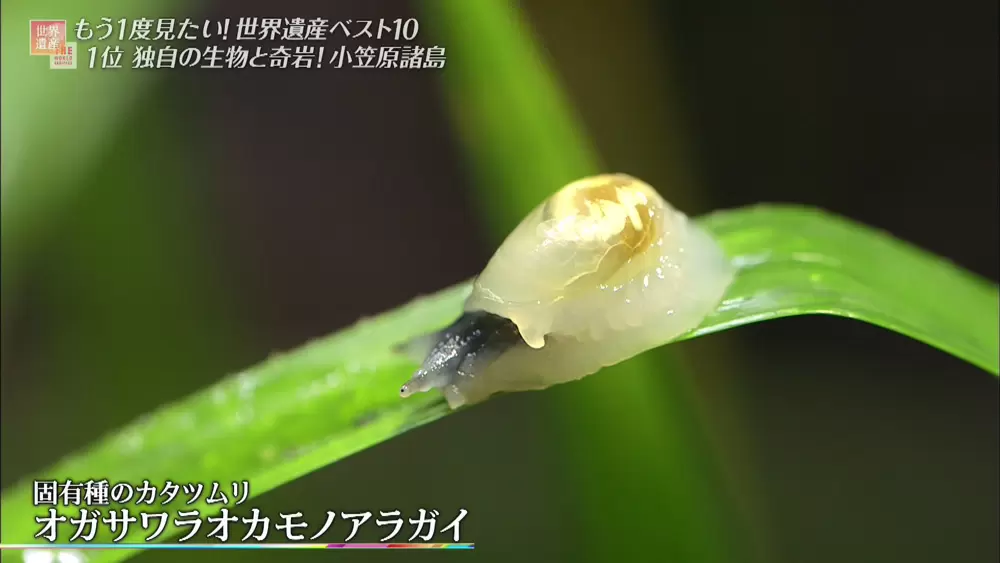 オガサワラオカモノアラガイ