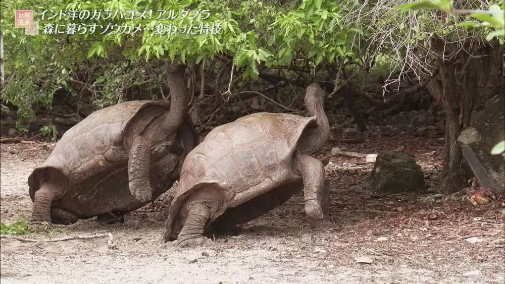 世界最大級のゾウガメが15万頭も生息する、秘境と呼ばれる世界遺産とは