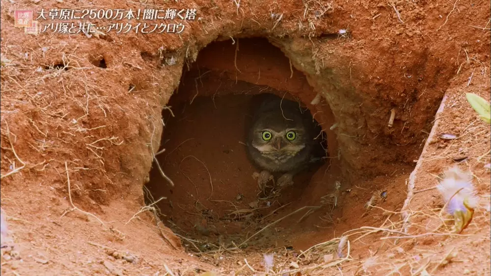 夜行性でもなく木の上にもいない不思議なフクロウが世界遺産にいた Tbsテレビ