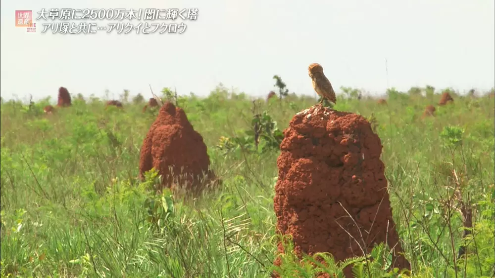 夜行性でもなく木の上にもいない不思議なフクロウが世界遺産にいた Tbsテレビ 夜行性でもなく木の上にもいない不思議なフクロウが世界遺産にいた Tbsテレビ
