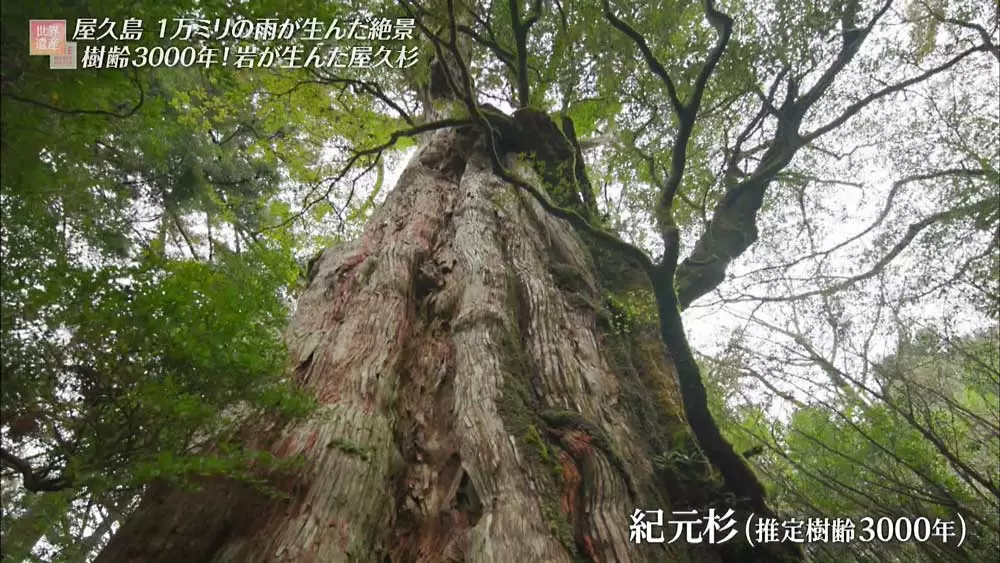 3000年も生きる「屋久杉」は、なぜ長生きなの?|TBSテレビ 3000年も生きる「屋久杉」は、なぜ長生きなの?|TBSテレビ