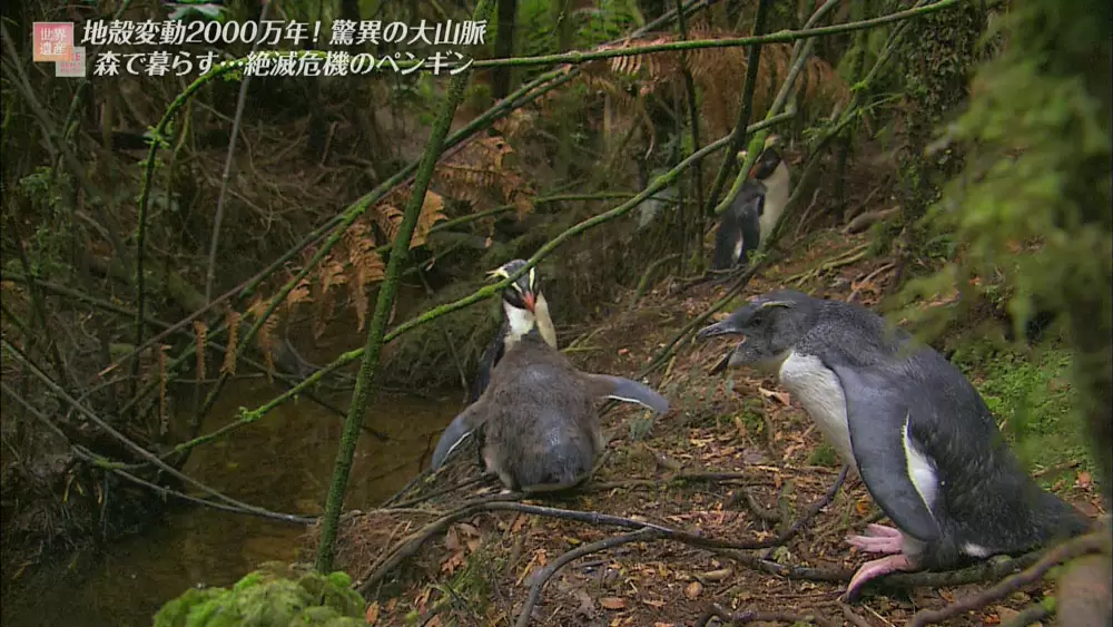 世界遺産の森に住む 絶滅危機のペンギンとは｜TBSテレビ