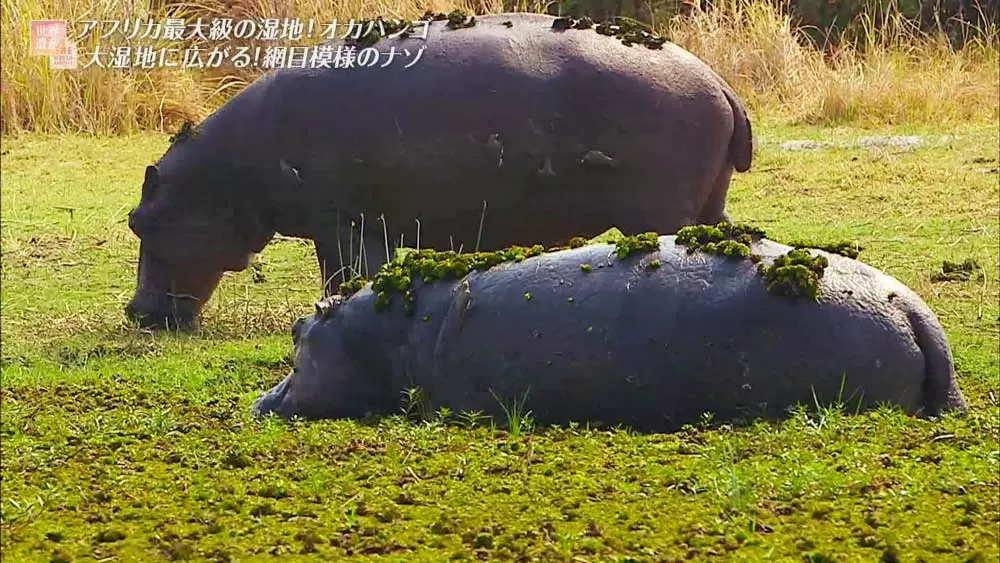 野生動物の 食べ物の宝庫 になっているアフリカ最大級の湿地の秘密 Tbsテレビ