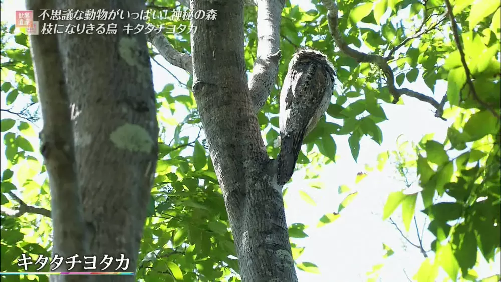 謎の木造鳥 白昼に堂々と現れた「奇妙すぎる鳥」の正体は？ “口を開けた姿
