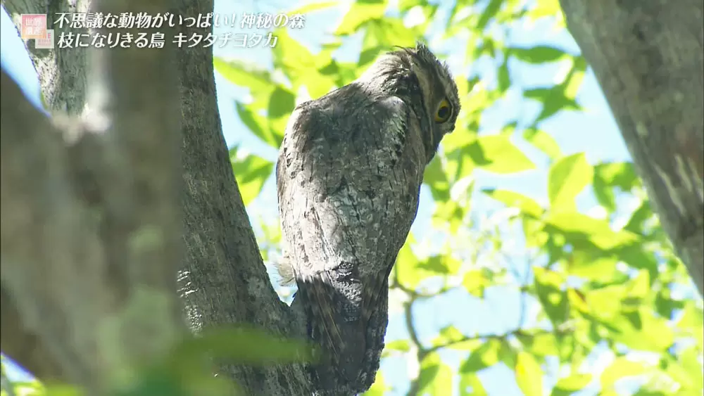 世界遺産に住む“木に擬態する”鳥。一体どこに隠れている？｜TBS