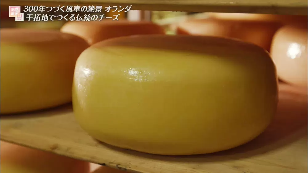 オランダ伝統の ゴーダチーズ が生まれたのには 風車が関係していた Tbsテレビ オランダ伝統の ゴーダチーズ が生まれたのには 風車が関係していた Tbsテレビ