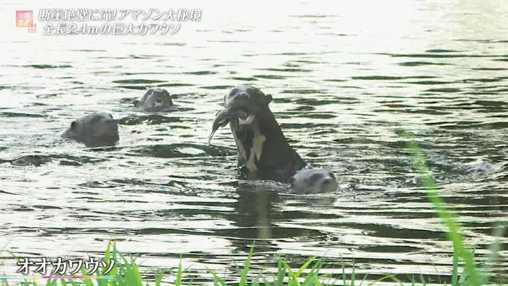 大秘境の川にすむ ピンク色のイルカがいた Tbsテレビ 大秘境の川にすむ ピンク色のイルカがいた Tbsテレビ