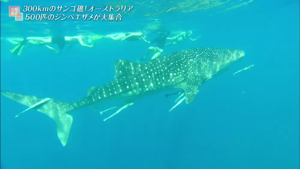 ジンベエザメの 若いオス ばかりが集まる 世界遺産の海のヒミツ Tbsテレビ