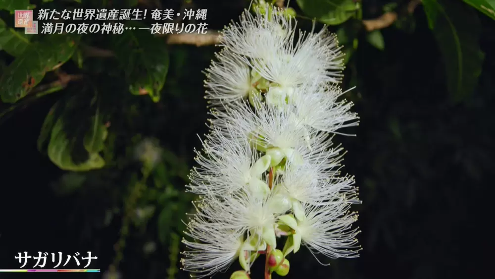一夜だけ咲いて散る 神秘的な花 が日本に存在した Tbsテレビ