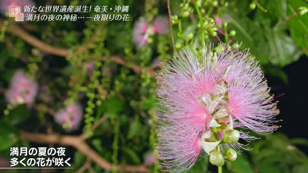一夜だけ咲いて散る 神秘的な花 が日本に存在した Tbsテレビ 一夜だけ咲いて散る 神秘的な花 が日本に存在した Tbsテレビ