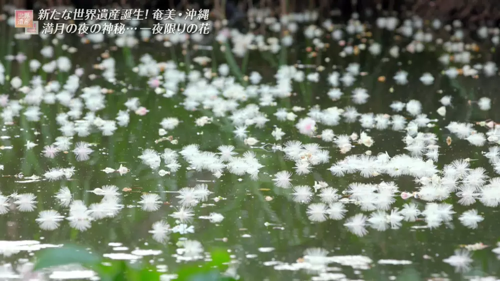 一夜だけ咲いて散る 神秘的な花 が日本に存在した Tbsテレビ
