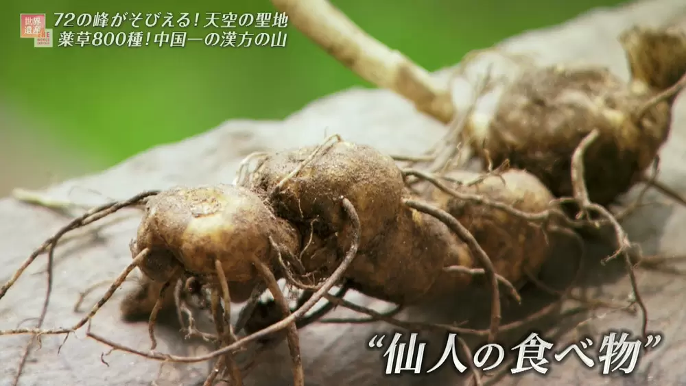 フロフキ 不老不死の薬草 【公式通販】