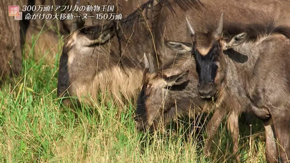 陸上でもっとも長い距離を移動する動物って 知ってる Tbsテレビ
