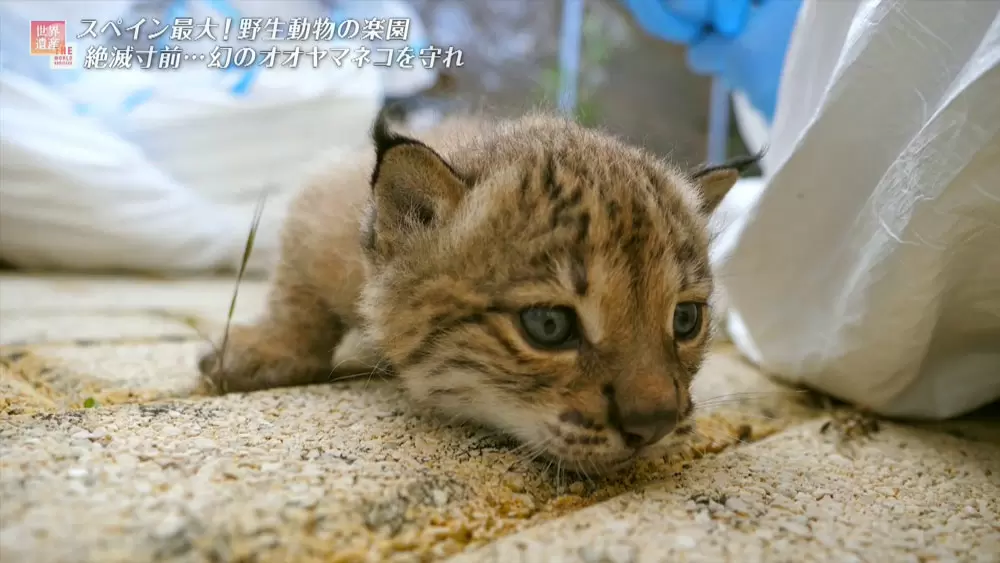 スペインオオヤマネコの子猫