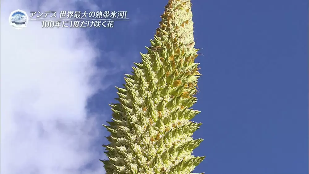 胸熱 過酷な環境に生きる生命たち Tbsテレビ 胸熱 過酷な環境に生きる生命たち Tbsテレビ