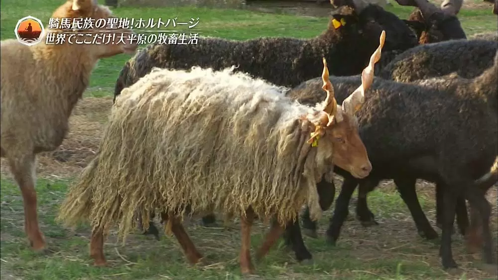 珍しい動物 世界遺産の公園で暮らす変わった家畜たち Tbsテレビ 珍しい動物 世界遺産の公園で暮らす変わった家畜たち Tbsテレビ