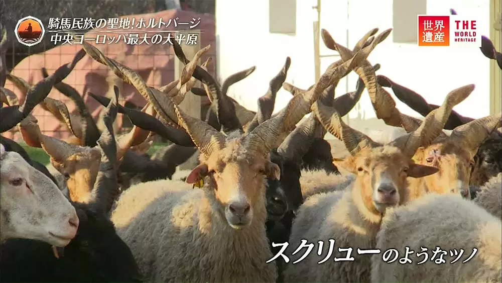 珍しい動物 世界遺産の公園で暮らす変わった家畜たち Tbsテレビ 珍しい動物 世界遺産の公園で暮らす変わった家畜たち Tbsテレビ