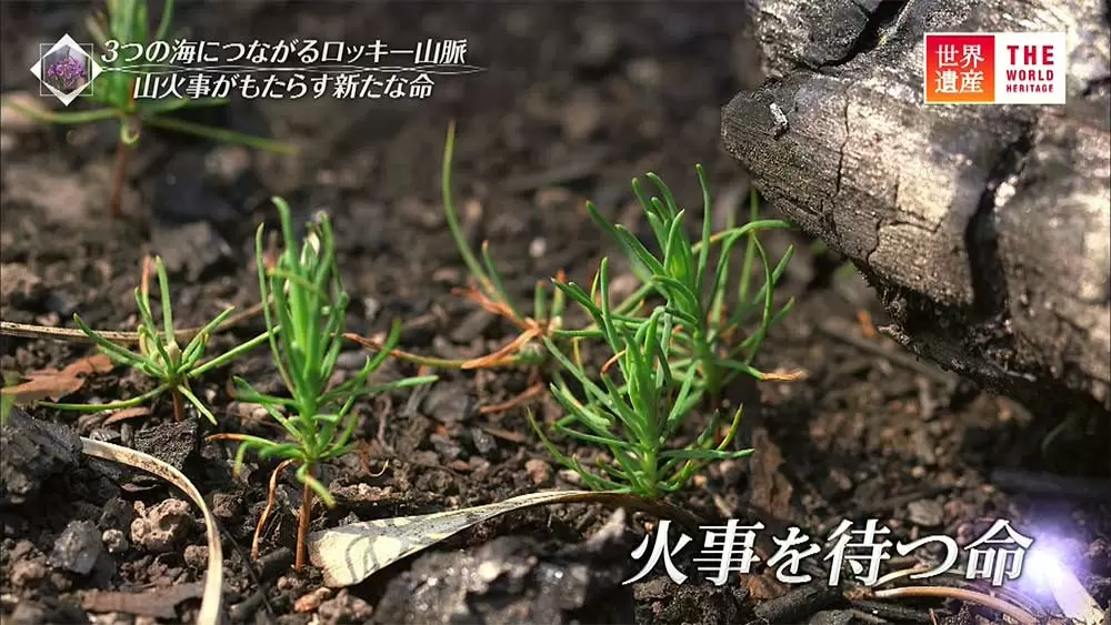 世界遺産なのに約40 が山火事で消失した自然公園 あえて消火しなかった理由 tbsテレビ