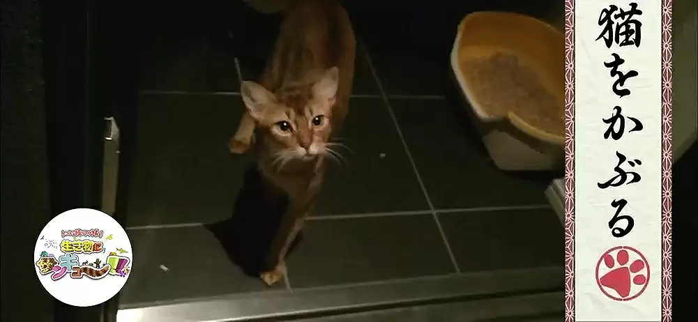 あなたはいくつ知ってる 猫が出てくる慣用句やことわざ10選 Tbsテレビ