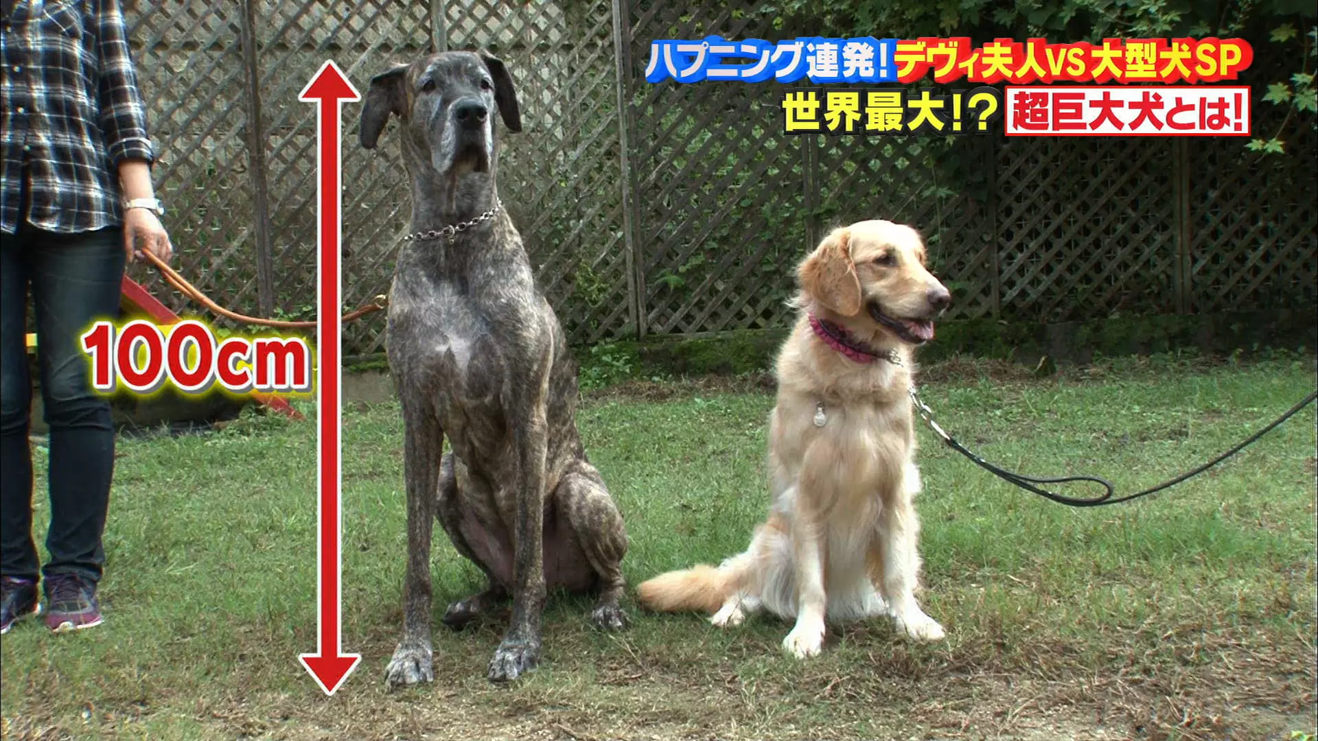 やんちゃな超巨大犬 グレート デーン の登場に デヴィ夫人はどうする Tbsテレビ