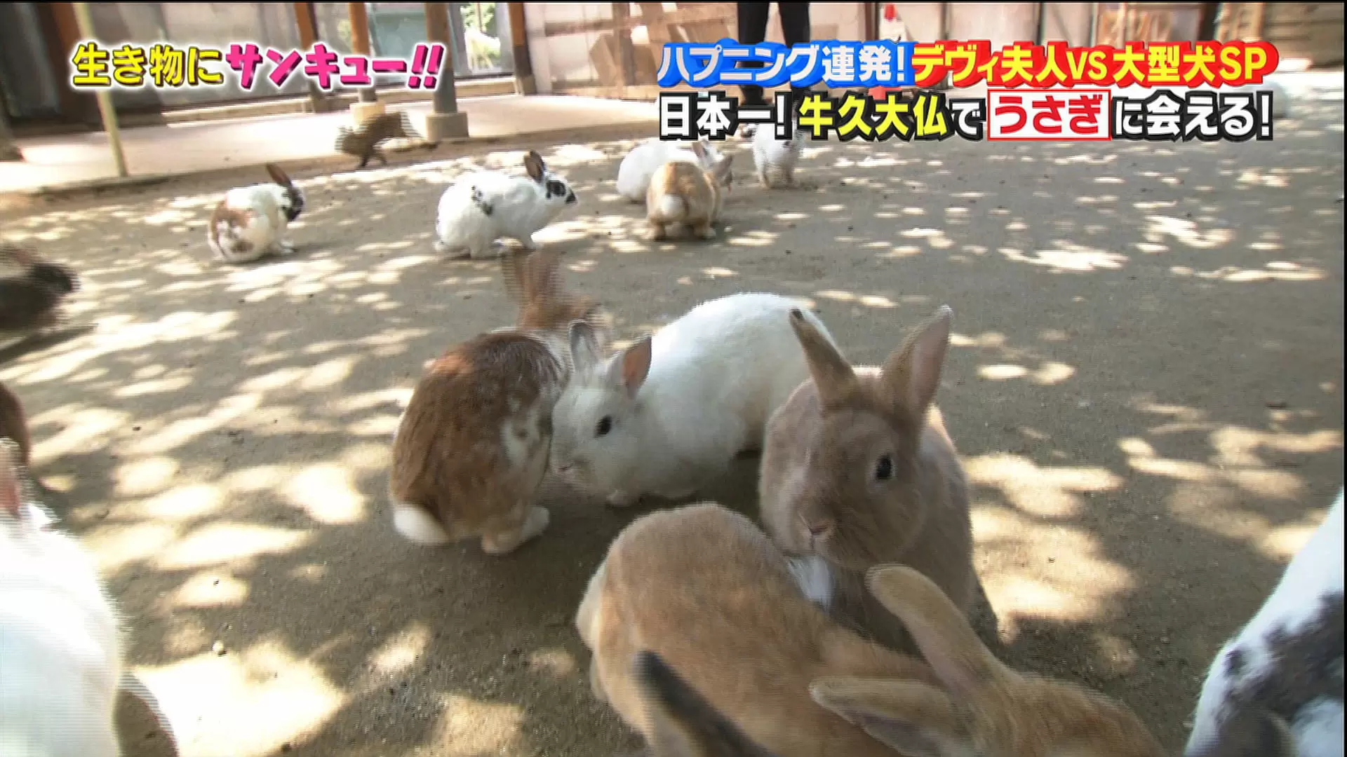 あの大きすぎる 牛久大仏 のお膝元では小さな に会える Tbsテレビ