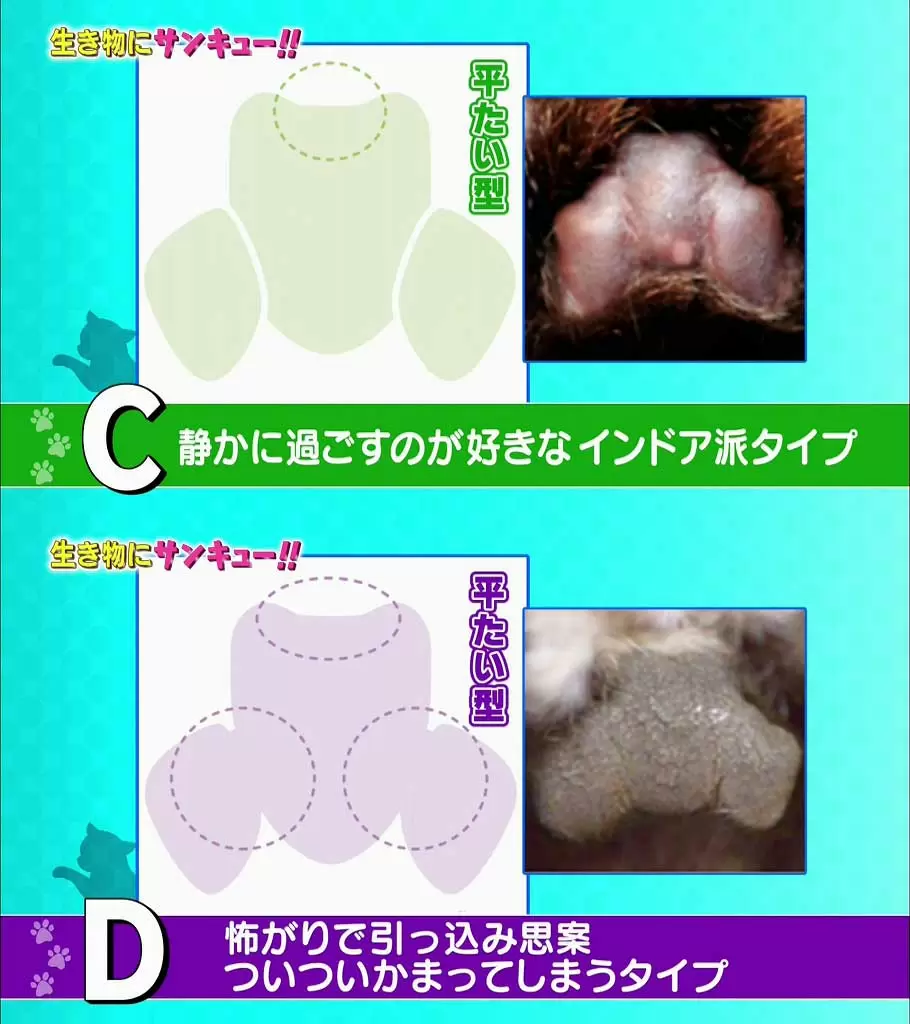 ペットの 肉球性格診断 がすごい ペットの気持ちわかるかも Tbsテレビ ペットの 肉球性格診断 がすごい ペットの気持ちわかるかも Tbsテレビ