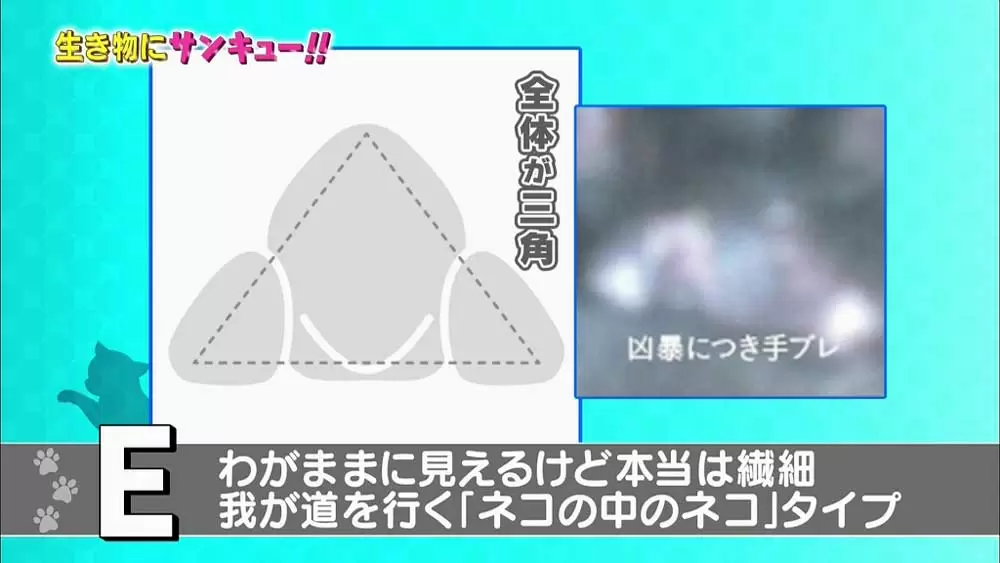 ペットの 肉球性格診断 がすごい ペットの気持ちわかるかも Tbsテレビ ペットの 肉球性格診断 がすごい ペットの気持ちわかるかも Tbsテレビ